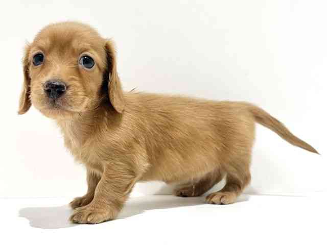 大阪府のミニチュアダックスフンド(ロング) (ひごペットフレンドリーイオン高槻店/2025年11月23日生まれ/男の子/ゴールド)の子犬の2枚目の画像