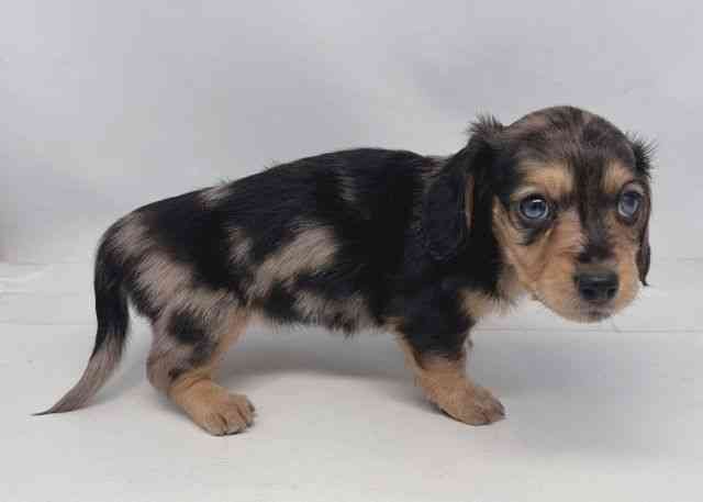 鳥取県のミニチュアダックスフンド(ロング) (ひごペットフレンドリーイオンモール鳥取北店/2025年11月24日生まれ/女の子/シルバーダップル)の子犬の2枚目の画像