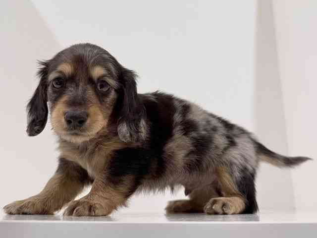 奈良県のミニチュアダックスフンド(ロング) (ひごペットフレンドリーイオンモール橿原ウエスト・ビレッジ店/2025年11月24日生まれ/男の子/シルバーダップル)の子犬の2枚目の画像