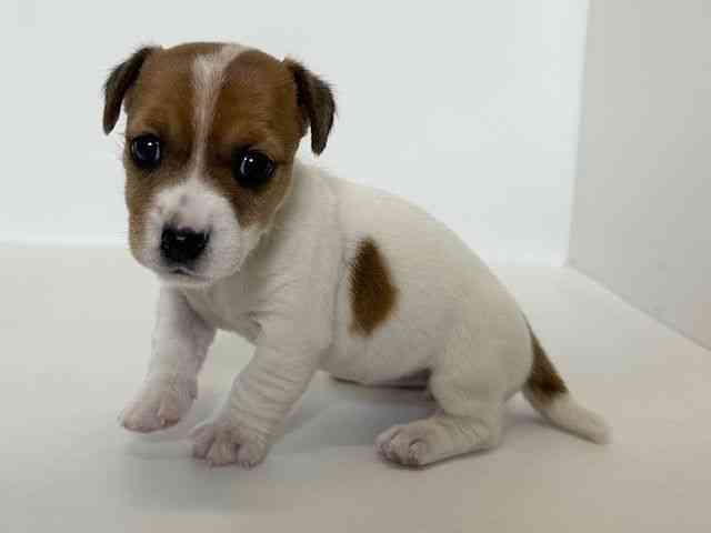 大阪府のジャックラッセルテリア (ひごペットフレンドリーアクロスプラザ住之江店/2025年11月24日生まれ/女の子/ホワイトタン)の子犬の2枚目の画像