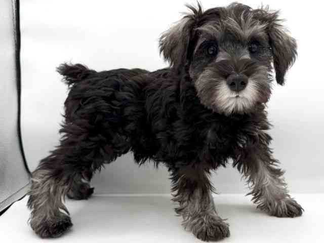 大阪府のミニチュアシュナウザー (ひごペットフレンドリーイオンそよら海老江店/2025年11月23日生まれ/女の子/ソルトペッパー)の子犬の2枚目の画像