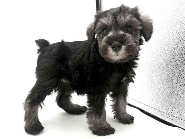 大阪府のミニチュアシュナウザー (ひごペットフレンドリーイオンそよら海老江店/2025年11月23日生まれ/女の子/ソルトペッパー)の子犬の2枚目の画像