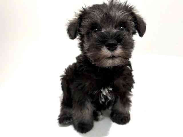 大阪府のミニチュアシュナウザー (ひごペットフレンドリーイオン高槻店/2025年11月23日生まれ/男の子/ソルトペッパー)の子犬の2枚目の画像