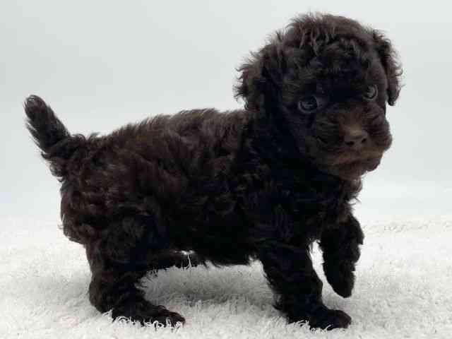 島根県のトイプードル(トイ) (ひごペットフレンドリーイオンモール出雲店/2025年11月24日生まれ/女の子/ブラウン)の子犬の2枚目の画像