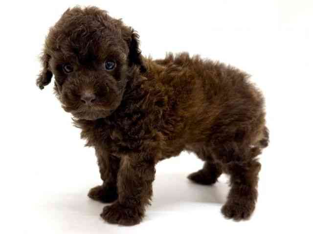 大阪府のトイプードル(トイ) (ひごペットフレンドリーくずはモール店/2025年11月24日生まれ/男の子/ブラウン)の子犬の2枚目の画像