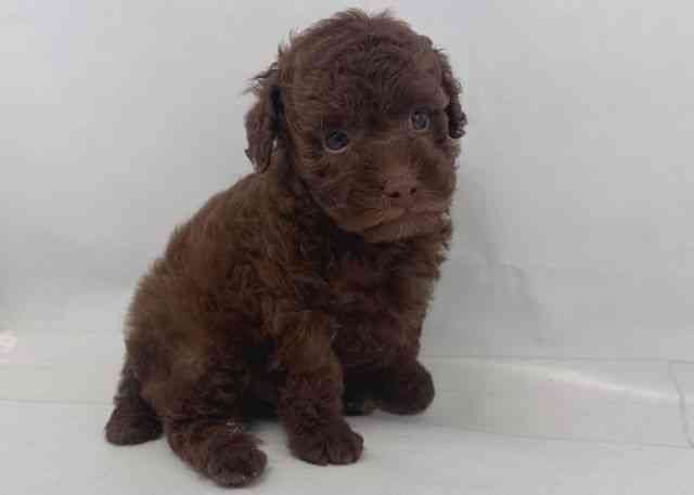 鳥取県のトイプードル(トイ) (ひごペットフレンドリーイオンモール鳥取北店/2025年11月24日生まれ/男の子/ブラウン)の子犬の2枚目の画像