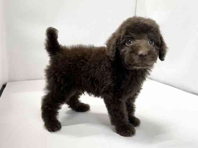 愛媛県のトイプードル(トイ) (ひごペットフレンドリーイオンモール今治新都市店/2025年11月24日生まれ/男の子/ブラウン)の子犬の2枚目の画像