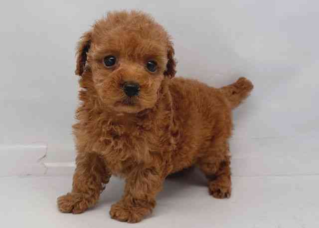 鳥取県のトイプードル(トイ) (ひごペットフレンドリーイオンモール鳥取北店/2025年11月23日生まれ/女の子/レッドフォーン)の子犬の2枚目の画像