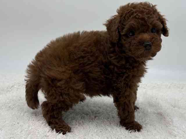 島根県のトイプードル(トイ) (ひごペットフレンドリーイオンモール出雲店/2025年11月23日生まれ/女の子/レッドフォーン)の子犬の2枚目の画像