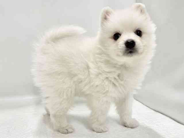 高知県の日本スピッツ (ひごペットフレンドリーイオンモール高知店/2025年11月23日生まれ/男の子/ホワイト)の子犬の2枚目の画像