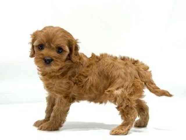 愛知県のキャバプー(キャバリア×プードル) (ひごペットフレンドリーヴィアモール アピタ江南西店/2025年11月24日生まれ/女の子/レッド)の子犬の2枚目の画像