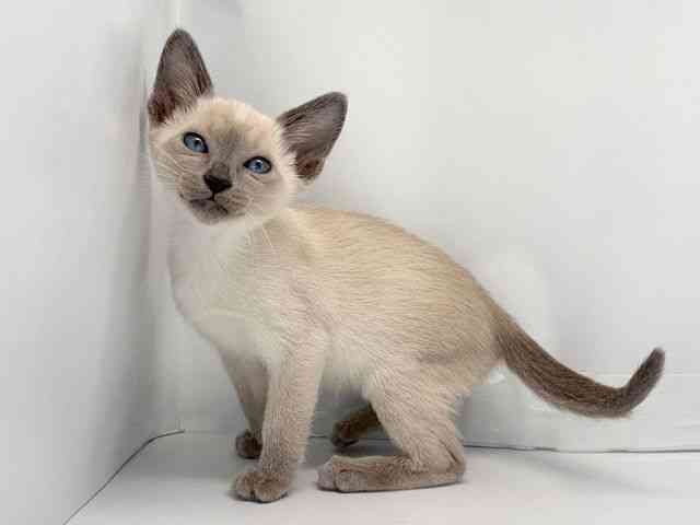 京都府のシャム (ひごペットフレンドリー洛北阪急スクエア店/2025年11月23日生まれ/女の子/ブルーポイント)の子猫の2枚目の画像