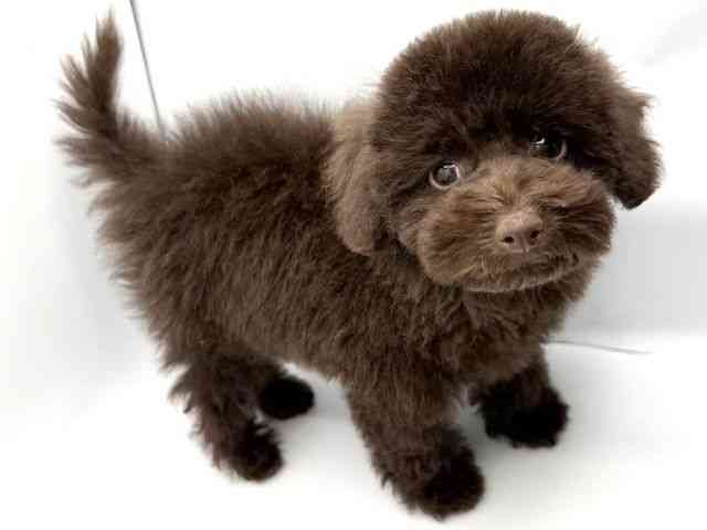 大阪府のトイプードル(トイ) (ひごペットフレンドリーみのおキューズモール店/2025年11月22日生まれ/男の子/ブラウン)の子犬の2枚目の画像