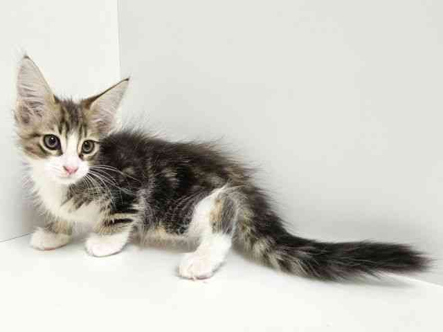 愛知県のメインクーン (ひごペットフレンドリーイトーヨーカドー知多店/2025年11月23日生まれ/男の子/ブラウンタビーホワイト)の子猫の2枚目の画像