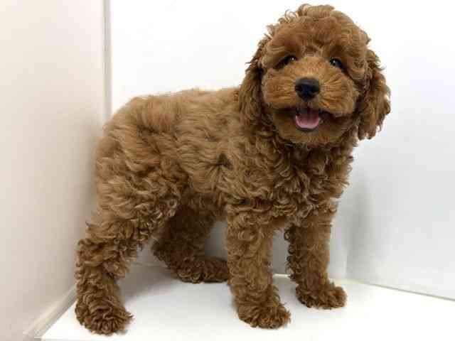 大阪府のトイプードル(トイ) (ひごペットフレンドリーベルファⅡ都島店/2025年11月20日生まれ/女の子/レッド)の子犬の2枚目の画像