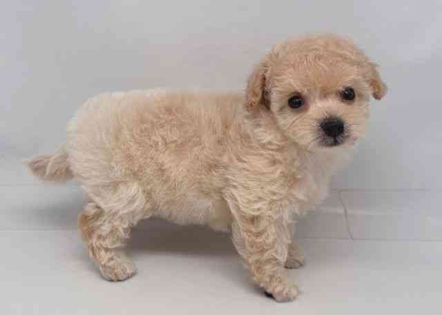 鳥取県のプーズー/プーシーズ(プードル×シーズー) (ひごペットフレンドリーイオンモール鳥取北店/2025年11月23日生まれ/女の子/アプリコット)の子犬の2枚目の画像