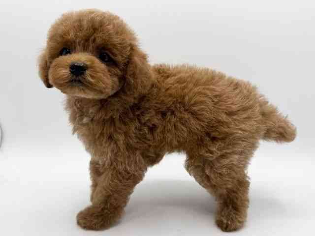 大阪府のトイプードル(トイ) (ひごペットフレンドリーみのおキューズモール店/2025年11月20日生まれ/男の子/レッド)の子犬の2枚目の画像