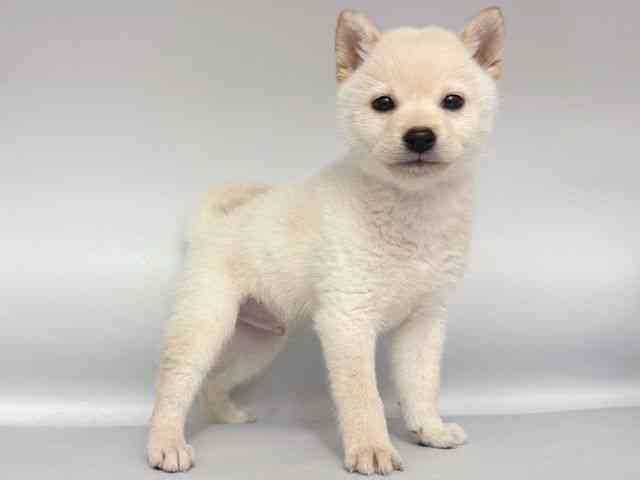 大阪府の柴犬(標準サイズ) (ひごペットフレンドリー岸和田店/2025年11月23日生まれ/男の子/白)の子犬の2枚目の画像