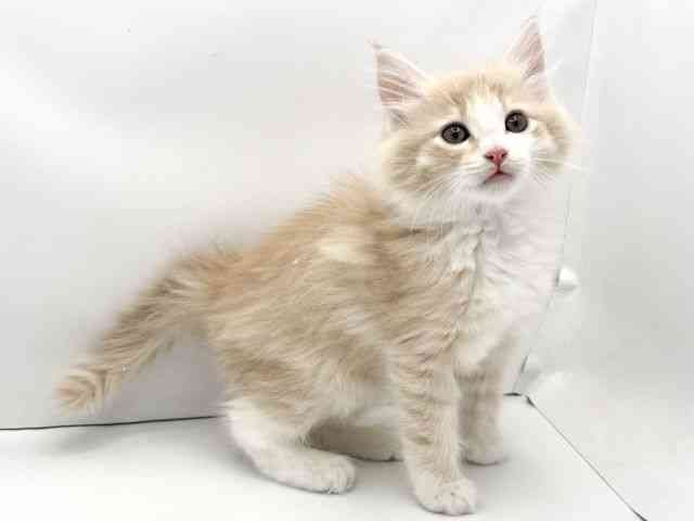 兵庫県のノルウェージャンフォレストキャット (ひごペットフレンドリークラウンパーク伊丹店/2025年11月13日生まれ/男の子/クリームタビーホワイト)の子猫の2枚目の画像