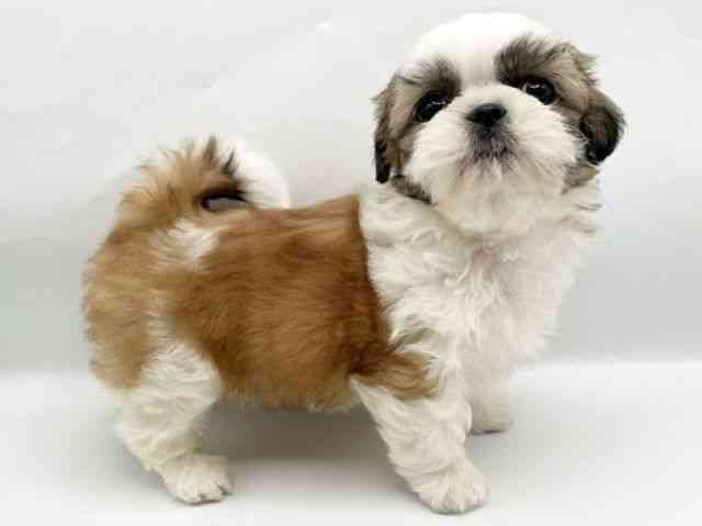 奈良県のシーズー (ひごペットフレンドリートナリエ大和高田店/2025年11月22日生まれ/男の子/ホワイトゴールド)の子犬の2枚目の画像