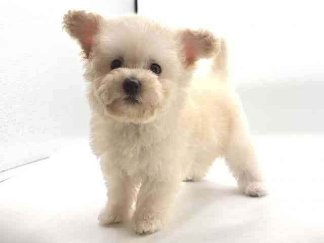 大阪府のハーフ犬・ミックス犬 (ひごペットフレンドリーイオンそよら海老江店/2025年11月24日生まれ/男の子/クリーム)の子犬の2枚目の画像