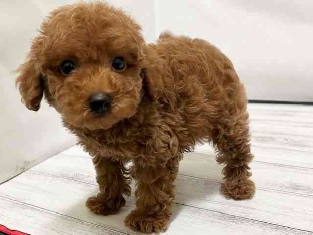 和歌山県のトイプードル(トイ) (ひごペットフレンドリーパームシティ和歌山店/2025年11月22日生まれ/男の子/レッド)の子犬の2枚目の画像