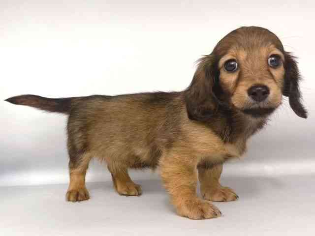 大阪府のミニチュアダックスフンド(ロング) (ひごペットフレンドリー岸和田店/2025年11月23日生まれ/女の子/レッド)の子犬の2枚目の画像