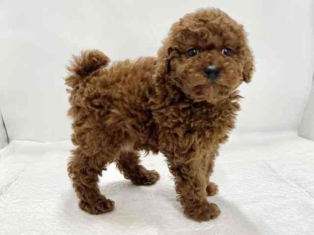 高知県のトイプードル(トイ) (ひごペットフレンドリーイオンモール高知店/2025年11月24日生まれ/女の子/レッド)の子犬の2枚目の画像