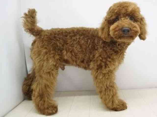 福岡県のトイプードル(トイ) (ひごペットフレンドリーゆめタウン筑紫野店/2025年11月24日生まれ/男の子/レッド)の子犬の2枚目の画像