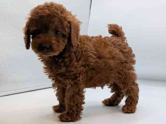 香川県のトイプードル(トイ) (ひごペットフレンドリーゆめタウン高松店/2025年11月24日生まれ/男の子/レッド)の子犬の2枚目の画像