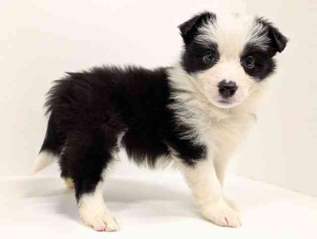 福岡県のボーダーコリー (ひごペットフレンドリーリバーウォーク北九州店/2025年11月24日生まれ/男の子/ブラックホワイト)の子犬の2枚目の画像