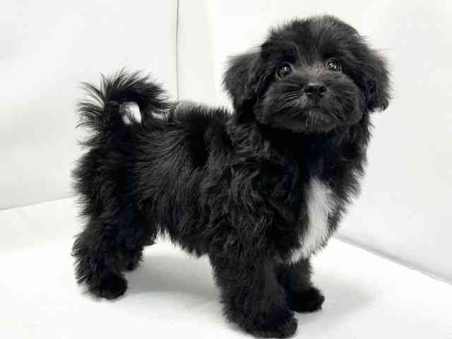 愛媛県のマルプー(マルチーズ×プードル) (ひごペットフレンドリーイオンモール今治新都市店/2025年11月25日生まれ/女の子/ブラック)の子犬の2枚目の画像