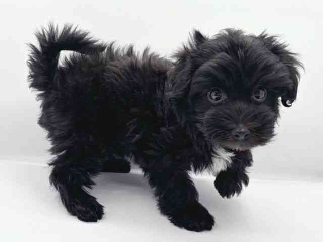 愛媛県のマルプー(マルチーズ×プードル) (ひごペットフレンドリーイオンモール今治新都市店/2025年11月25日生まれ/女の子/ブラック)の子犬の2枚目の画像