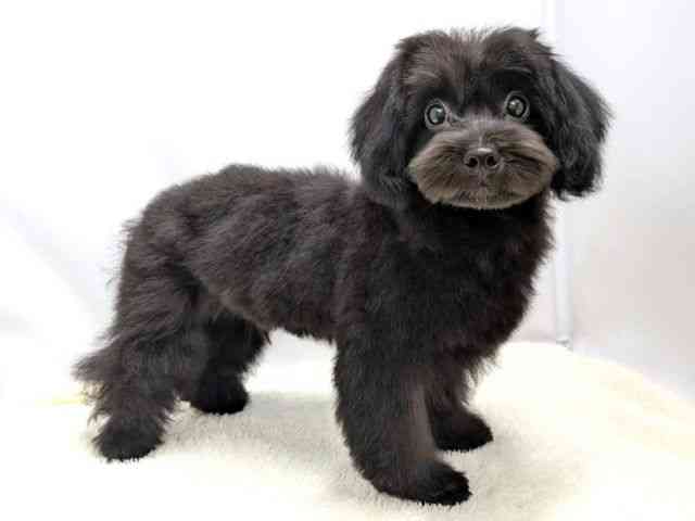 広島県のマルプー(マルチーズ×プードル) (ひごペットフレンドリーゆめタウン廿日市店/2025年11月25日生まれ/男の子/ブラック)の子犬の2枚目の画像