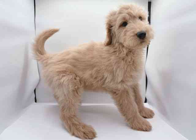 島根県のゴールデンドゥードゥル(ゴールデン×プードル) (ひごペットフレンドリーイオン松江ショッピングセンター店/2025年11月20日生まれ/男の子/ゴールデン)の子犬の2枚目の画像