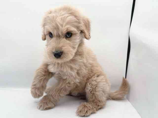島根県のゴールデンドゥードゥル(ゴールデン×プードル) (ひごペットフレンドリーイオン松江ショッピングセンター店/2025年11月20日生まれ/男の子/ゴールデン)の子犬の2枚目の画像