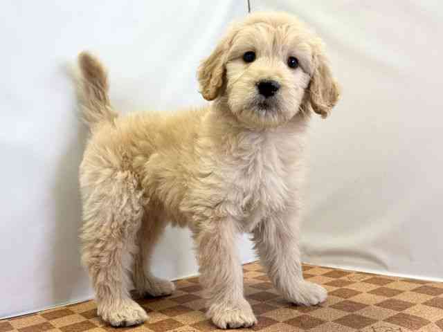 愛媛県のゴールデンドゥードゥル(ゴールデン×プードル) (ひごペットフレンドリーエミフルMASAKI店/2025年11月20日生まれ/女の子/ゴールデン)の子犬の2枚目の画像