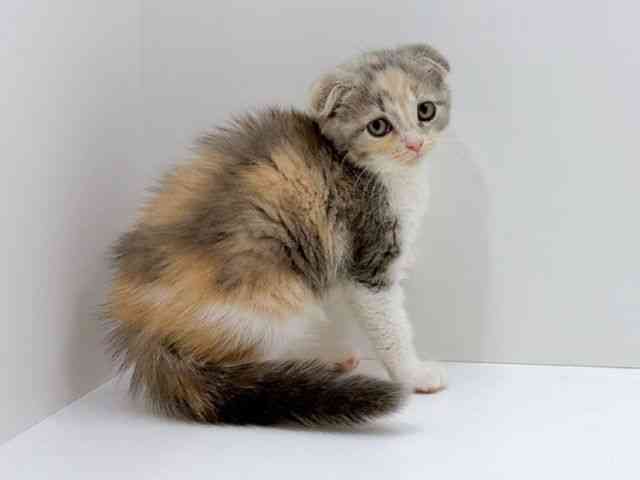 広島県のスコティッシュフォールド (ひごペットフレンドリーフジグラン神辺店/2025年11月24日生まれ/女の子/ブルーパッチドタビーホワイト)の子猫の2枚目の画像