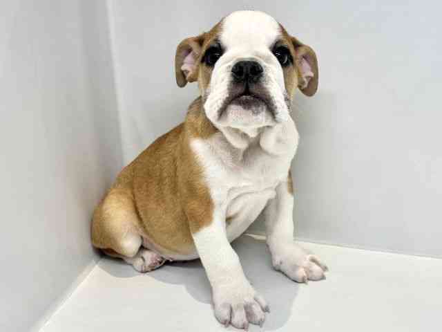 大阪府のブルドッグ (ひごペットフレンドリーセブンパーク天美店/2025年11月22日生まれ/男の子/レッドホワイト)の子犬の2枚目の画像