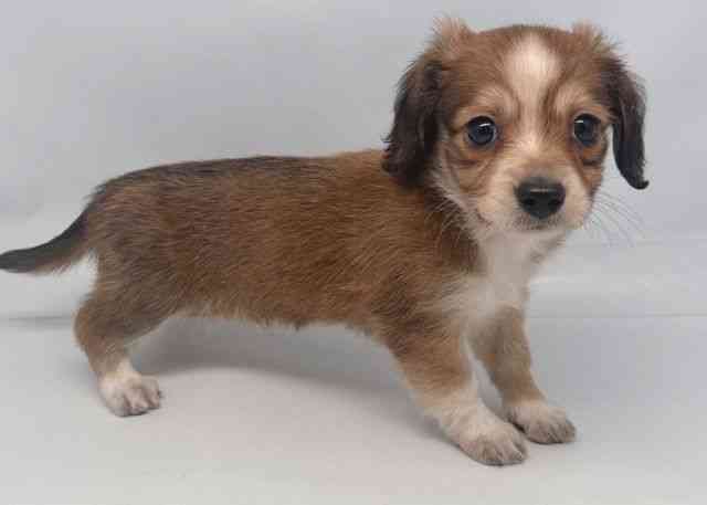 鳥取県のチワックス(チワワ×ダックス) (ひごペットフレンドリーイオンモール鳥取北店/2025年11月23日生まれ/男の子/レッドホワイト)の子犬の2枚目の画像