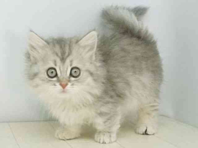 福岡県のミヌエット (ひごペットフレンドリーゆめタウン筑紫野店/2025年11月24日生まれ/女の子/シルバータビーホワイト)の子猫の2枚目の画像