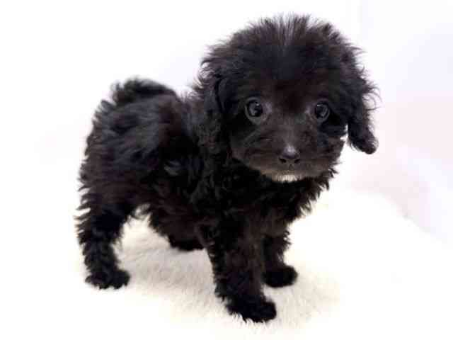 広島県のトイプードル(トイ) (ひごペットフレンドリーゆめタウン廿日市店/2025年11月25日生まれ/女の子/ブラック)の子犬の2枚目の画像