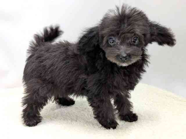 広島県のトイプードル(トイ) (ひごペットフレンドリーゆめタウン廿日市店/2025年11月25日生まれ/女の子/ブラック)の子犬の2枚目の画像