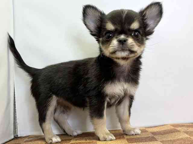 愛媛県のチワワ(ロング) (ひごペットフレンドリーエミフルMASAKI店/2025年11月22日生まれ/女の子/ブラックタン)の子犬の2枚目の画像