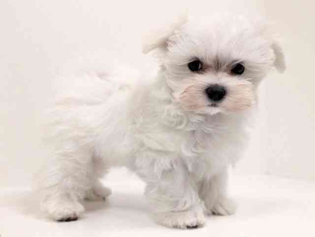 福岡県のマルチーズ (ひごペットフレンドリーリバーウォーク北九州店/2025年11月24日生まれ/男の子/ホワイト)の子犬の2枚目の画像