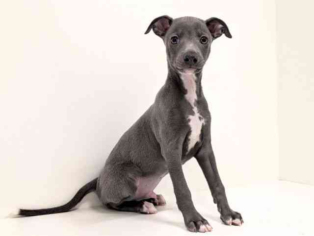 福岡県のイタリアングレーハウンド (ひごペットフレンドリーリバーウォーク北九州店/2025年11月24日生まれ/男の子/ブルーホワイト)の子犬の2枚目の画像