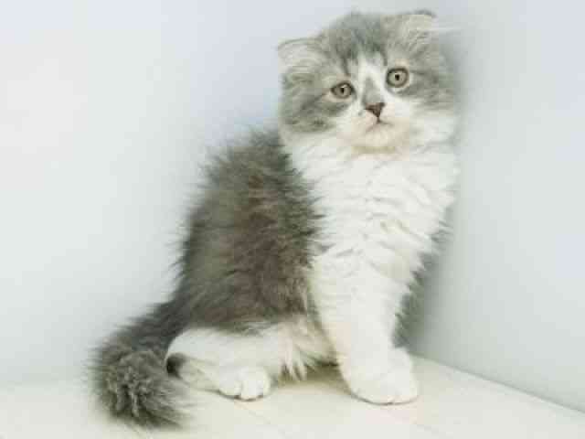 福岡県のスコティッシュフォールド (ひごペットフレンドリーゆめタウン筑紫野店/2025年11月24日生まれ/女の子/ブルータビーホワイト)の子猫の2枚目の画像