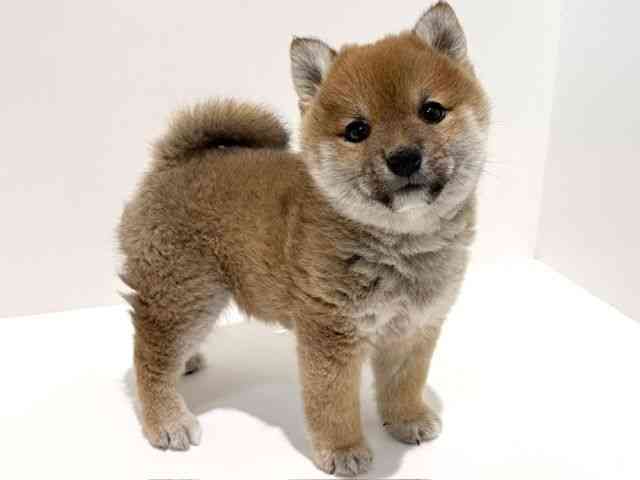 大阪府の柴犬(標準サイズ) (ひごペットフレンドリーイオン高槻店/2025年11月24日生まれ/女の子/赤)の子犬の2枚目の画像