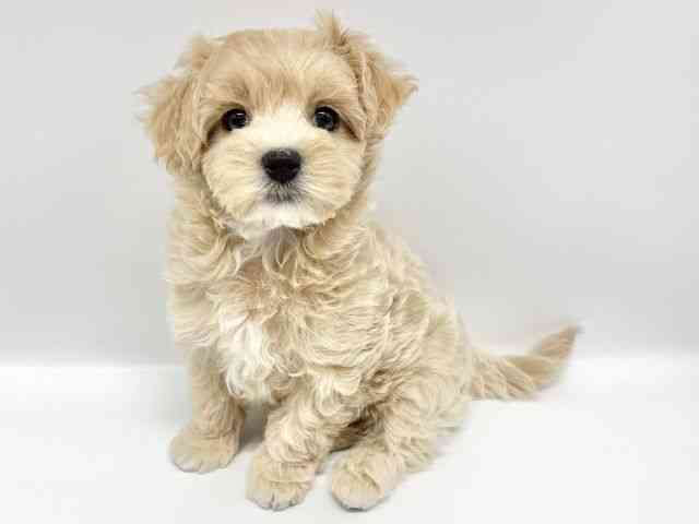 大阪府のマルプー(マルチーズ×プードル) (ひごペットフレンドリーイオンタウン豊中庄内店/2025年11月24日生まれ/女の子/クリーム)の子犬の2枚目の画像