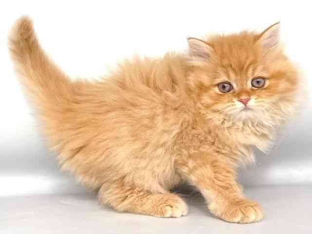 大阪府のスコティッシュフォールド (ひごペットフレンドリー岸和田店/2025年11月18日生まれ/男の子/レッドタビー)の子猫の2枚目の画像